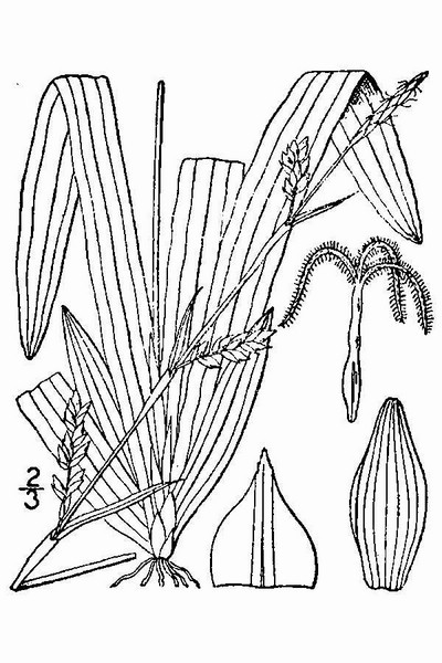 200806 Plantainleaf Sedge (Carex plantaginea) - USDA Illustration.jpg