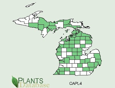 200806 Plantainleaf Sedge (Carex plantaginea) - USDA MI Distribution Map.jpg
