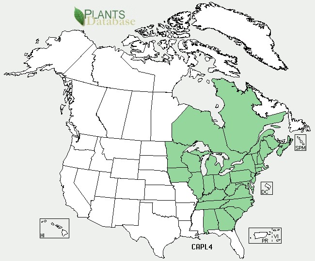 200806 Plantainleaf Sedge (Carex plantaginea) - USDA NA Distribution Map.jpg