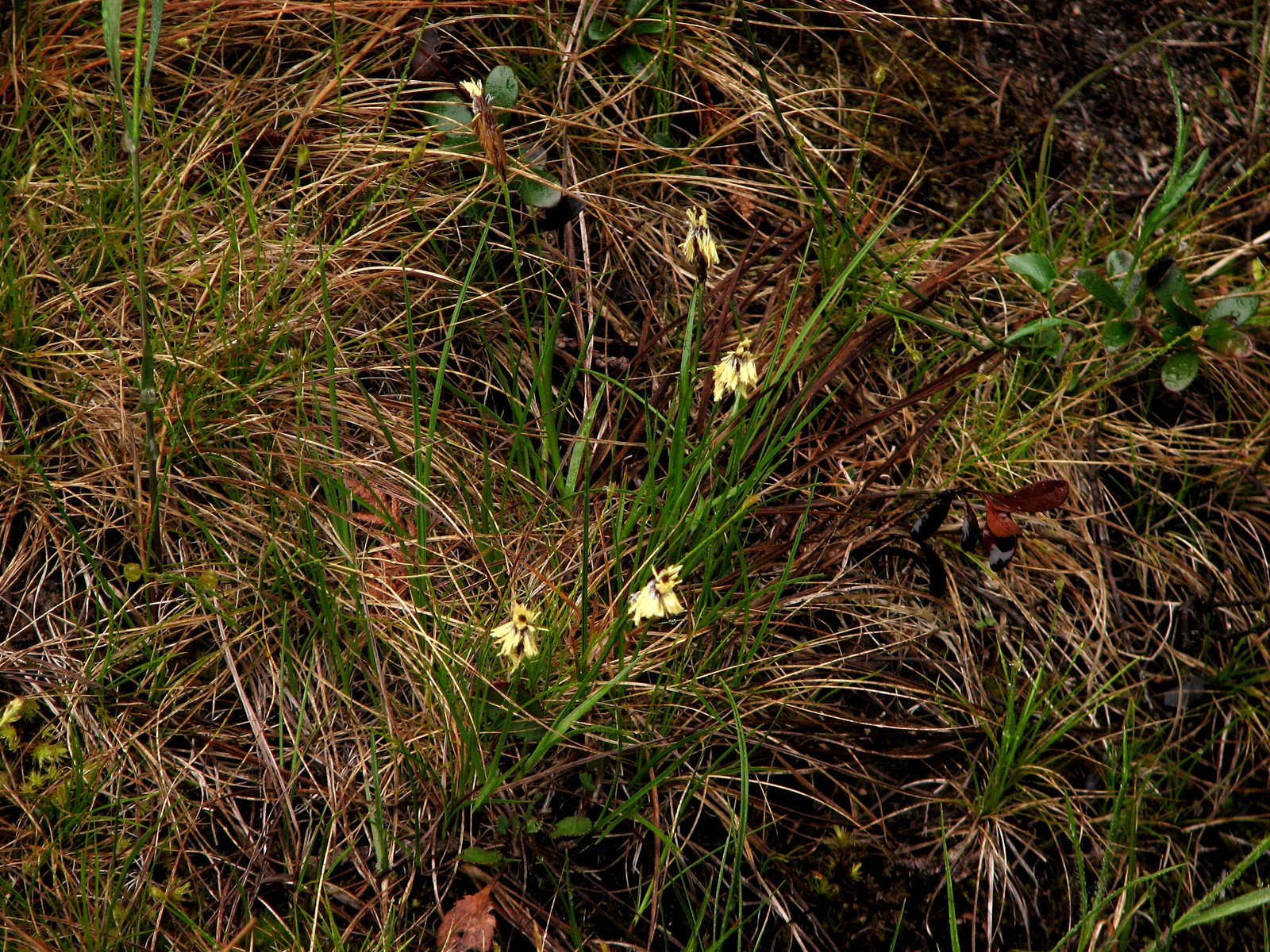 200905281306094 Plantainleaf Sedge (Carex plantaginea) - Misery Bay.JPG
