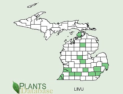 200601 European aka Common Privet (Ligustrum vulgare) - USDA MI Distribution.jpg