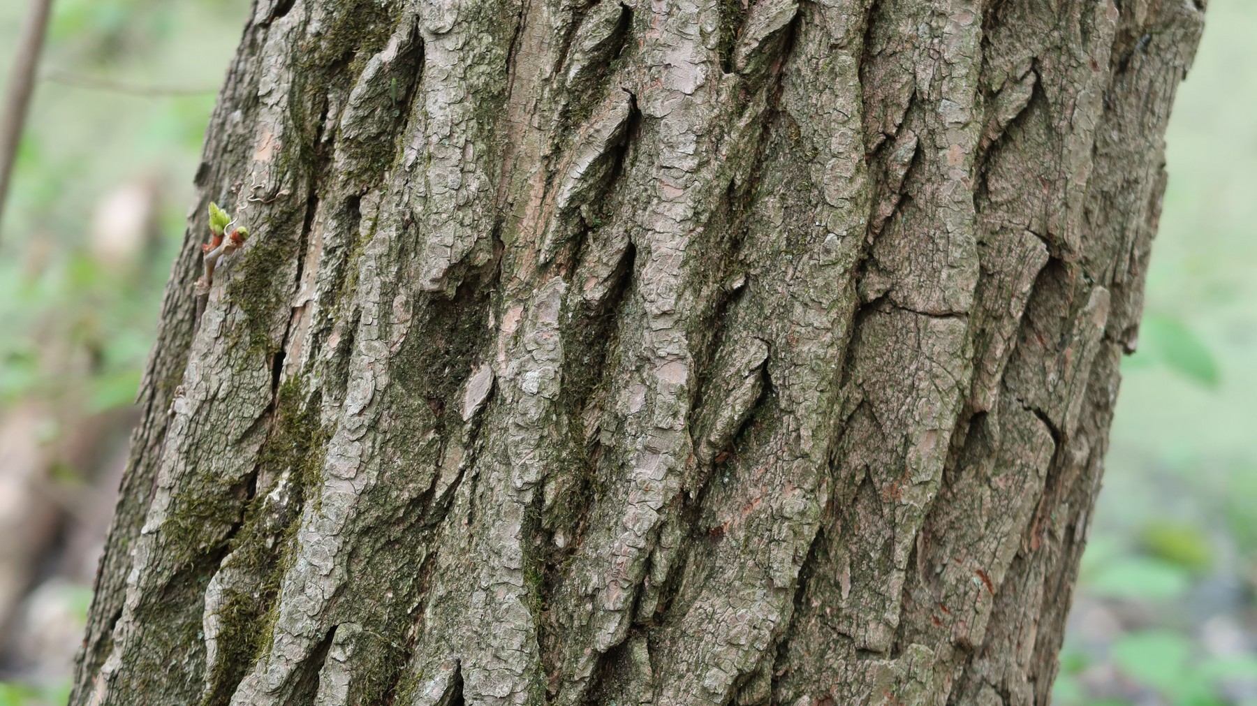 202105051412019 Sassafras (Sassafras albidum) tree bark - Bald Mountain, Oakland Co, MI.JPG