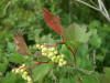 200208050460 Highbush Cranberry (Viburnum opulus) shrub.JPG
