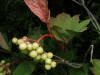 200208050465 Highbush Cranberry (Viburnum opulus) shrub.JPG