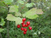 Highbush Cranberry/200209290002 Highbush Cranberry (Viburnum opulus) - Bald Mountain RA.jpg