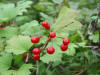 Highbush Cranberry/200209290005 Highbush Cranberry (Viburnum opulus) - Bald Mountain RA.jpg