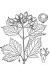 200405 Highbush or American Cranberry bush (Viburnum opulus L) - USDA Drawing.JPG