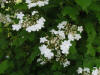 200405260829 Highbush or American Cranberry bush (Viburnum opulus L) - Oakland Co.jpg