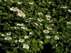 200405260845 Highbush or American Cranberry bush (Viburnum opulus L) - Oakland Co.jpg